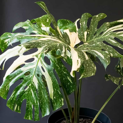 Albino Monstera Seeds - House Plant for Home Gardens