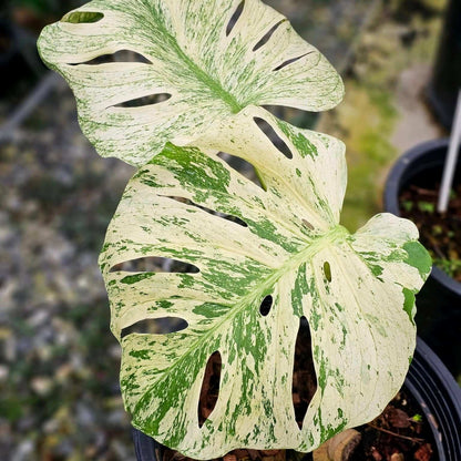 Albino Monstera Seeds - House Plant for Home Gardens