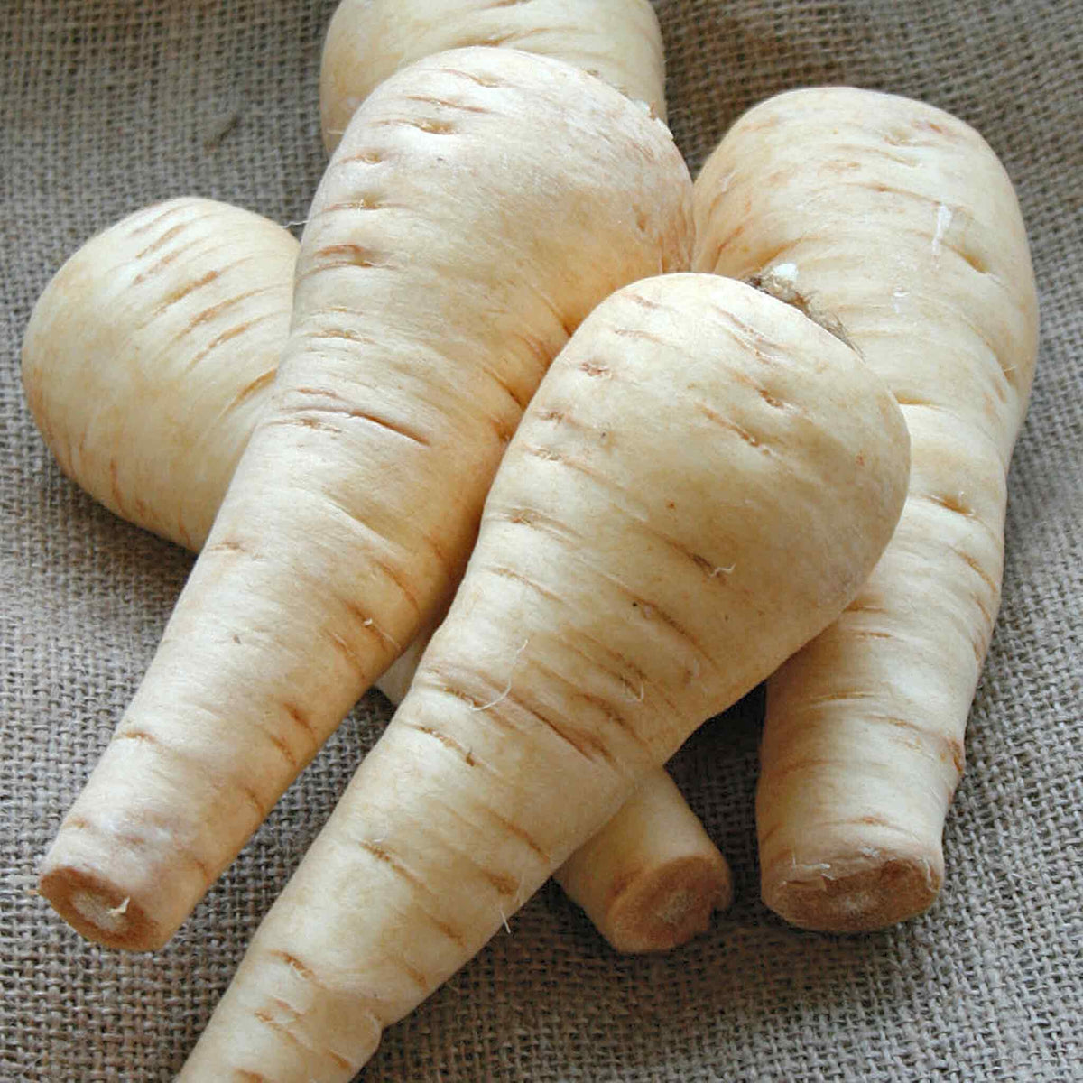 Albion Parsnip Seeds