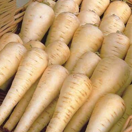 Albion Parsnip Seeds