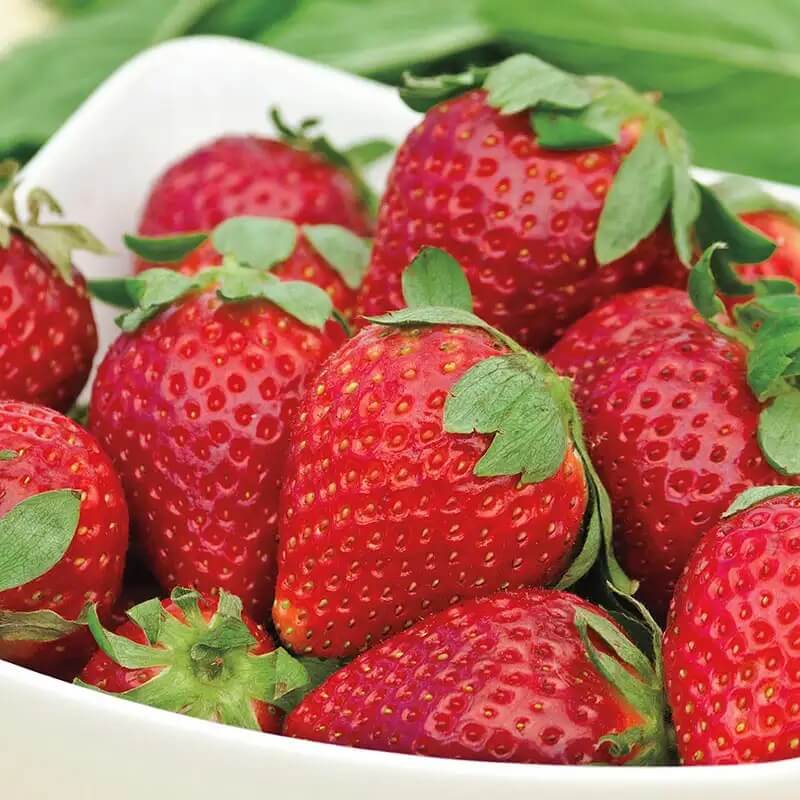 Albion Strawberry Seeds 