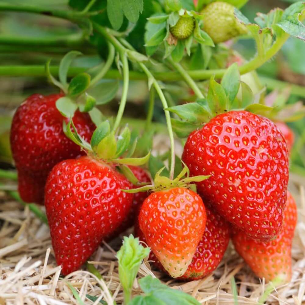 Albion Strawberry Seeds 