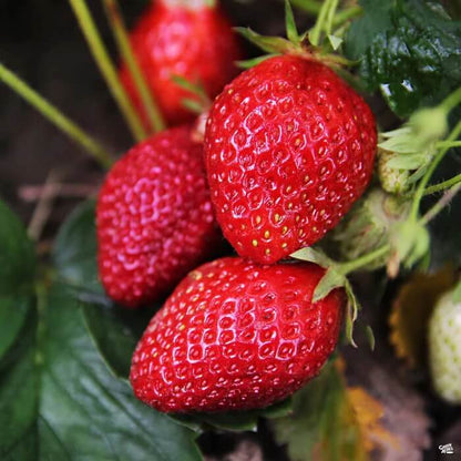 Albion Strawberry Seeds 
