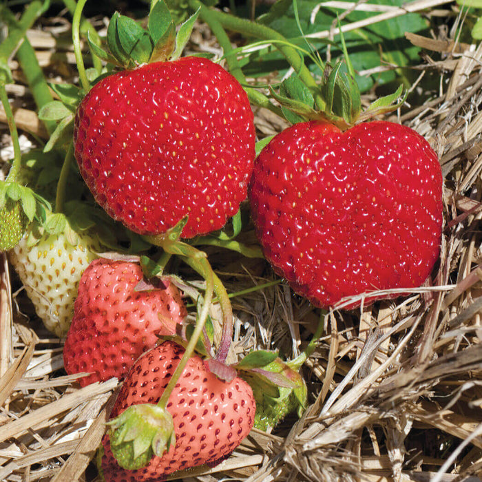 Albion Strawberry Seeds 