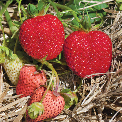 Albion Strawberry Seeds 