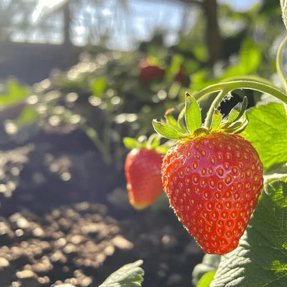 Albion strawberry seeds - Fruit Plant