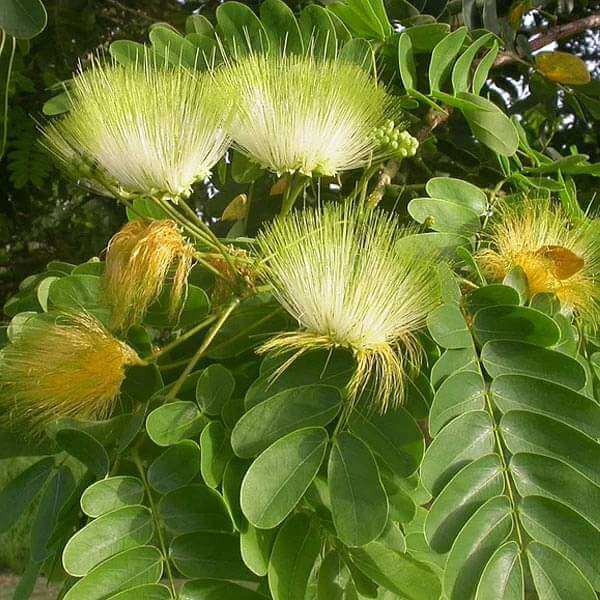 Albizia Seeds - Heirloom Flower Plant for Home Gardens
