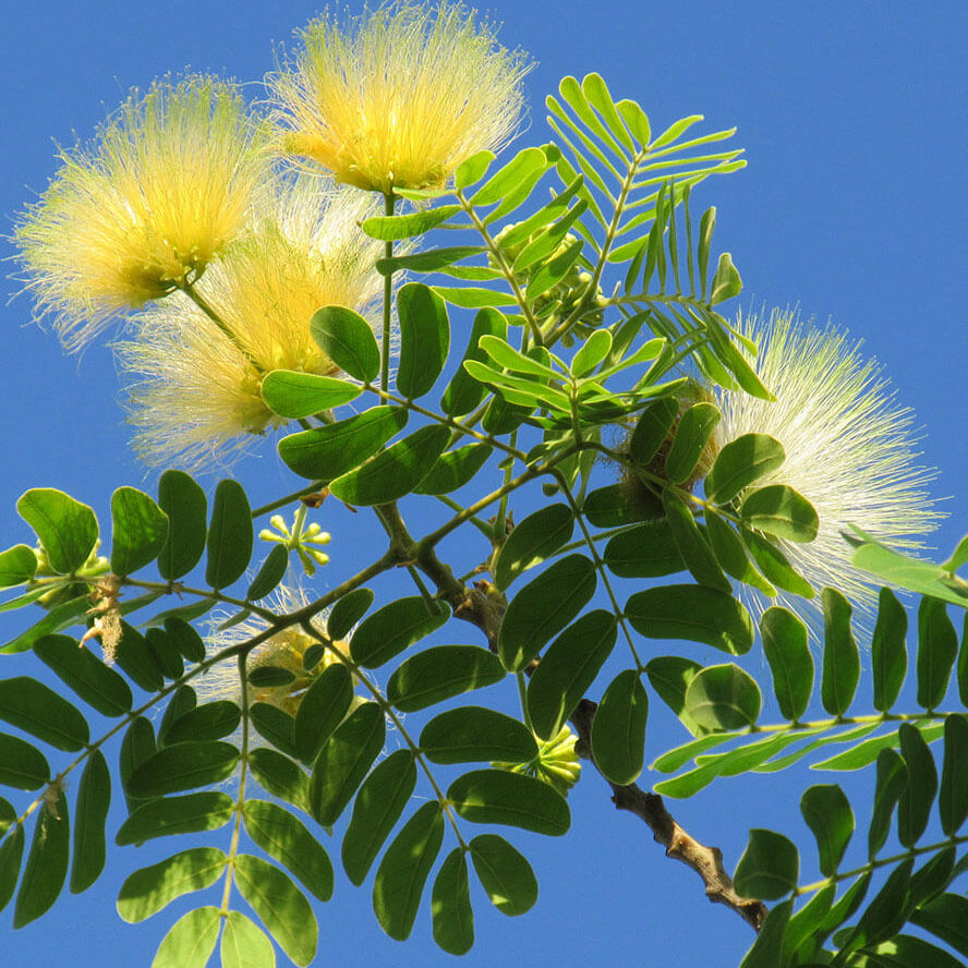 Albizia Seeds - Heirloom Flower Plant for Home Gardens