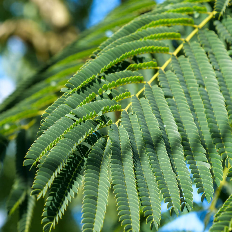 Albizia Seeds - Heirloom Flower Plant for Home Gardens