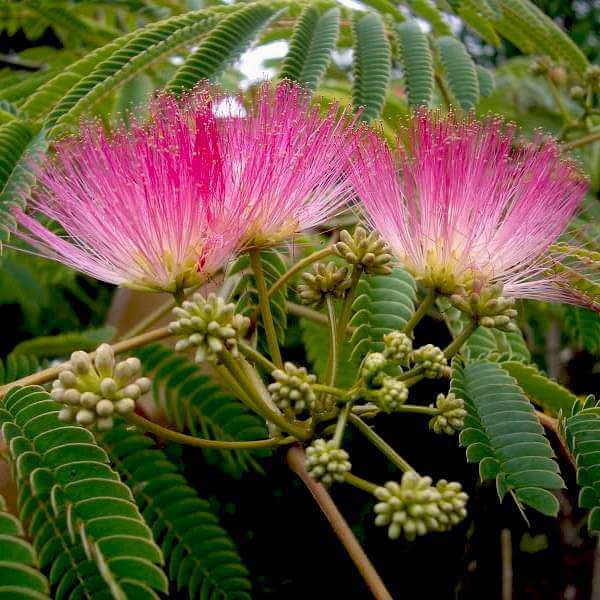 Albizia Seeds - Heirloom Flower Plant for Home Gardens