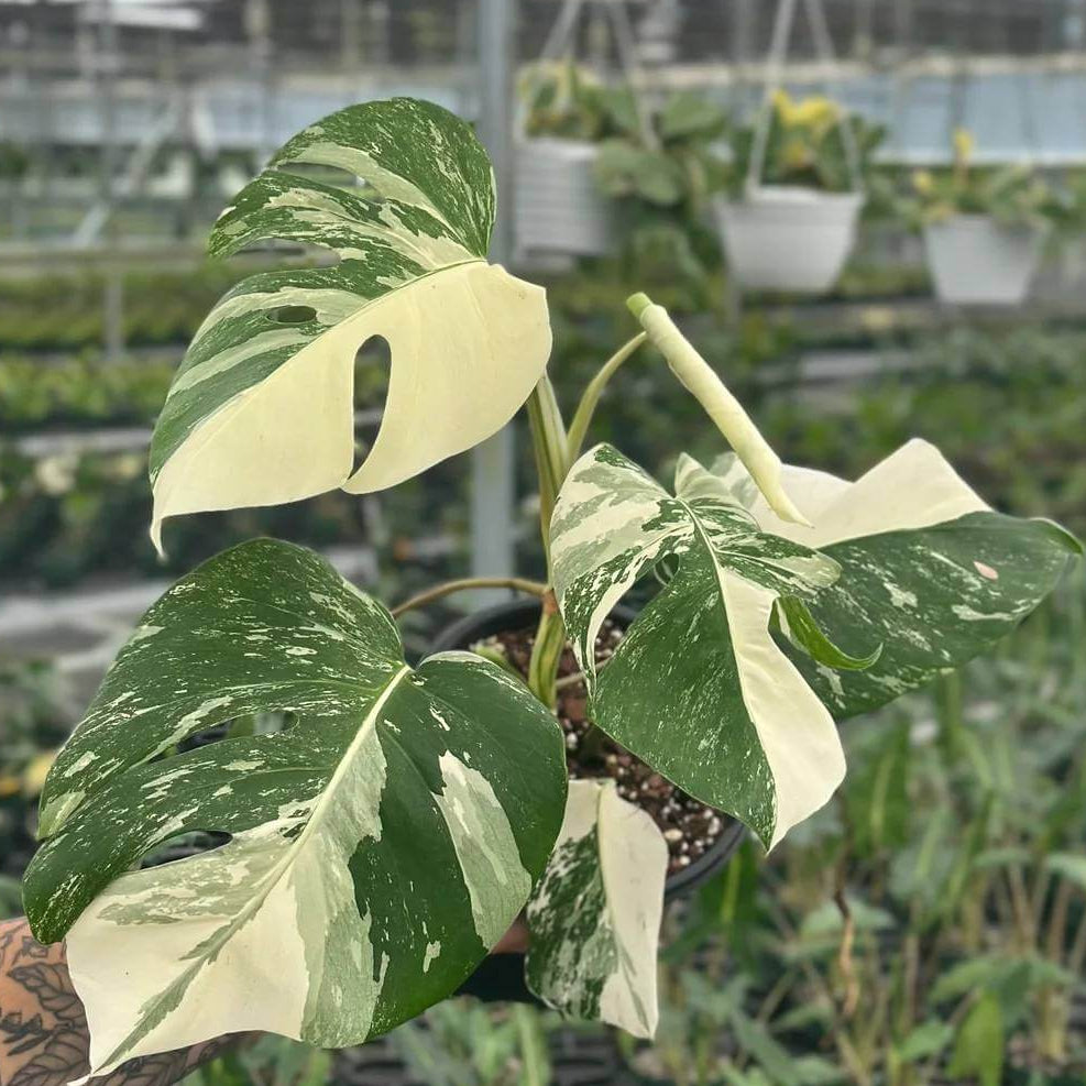 Albo Monstera Seeds - House Plant for Home Gardens