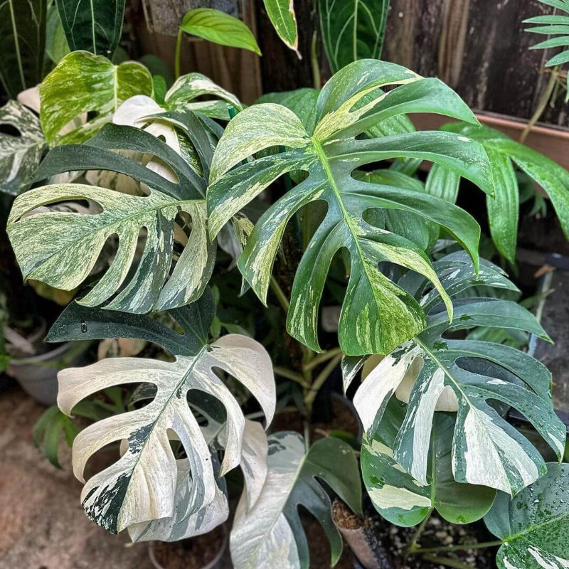 Albo Monstera Seeds - House Plant for Home Gardens