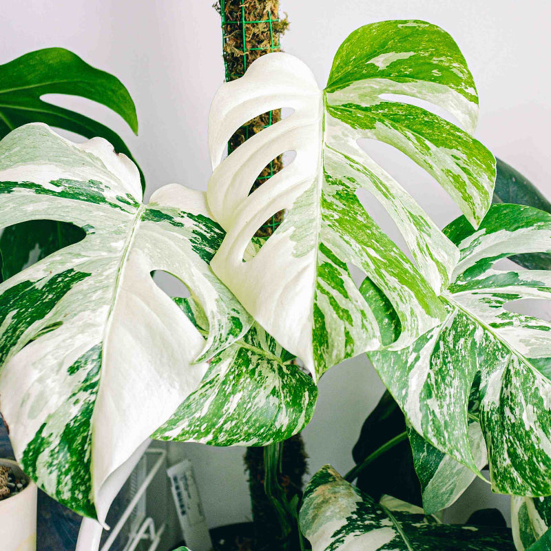 Albo Monstera Seeds - House Plant for Home Gardens