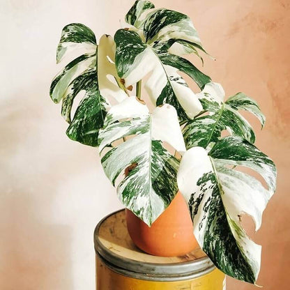 Albo Monstera Seeds - House Plant for Home Gardens