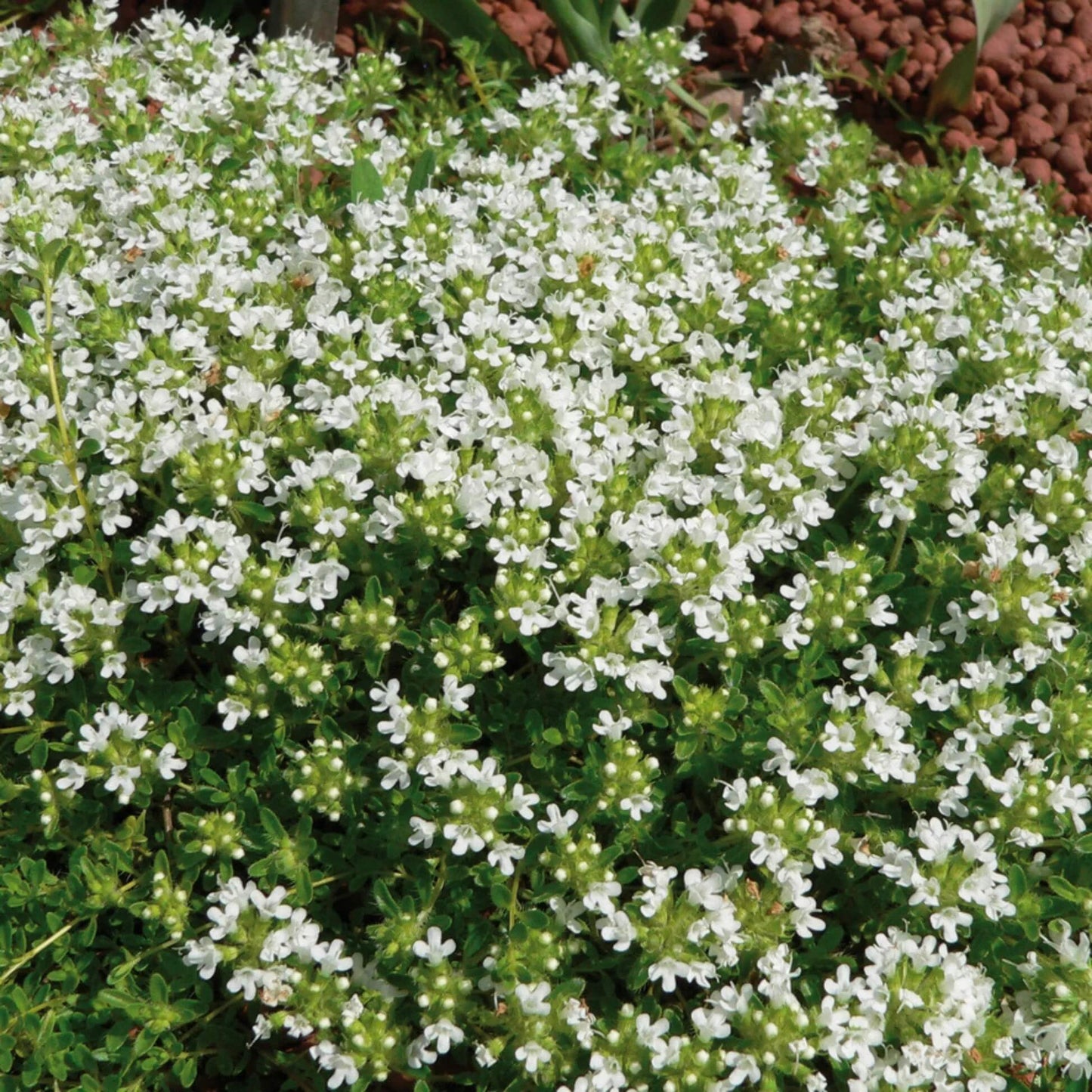 Albus Thyme Seeds 