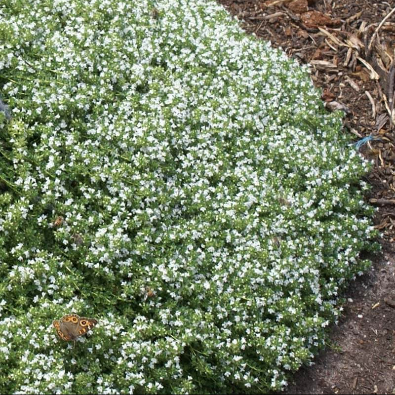 Albus Thyme Seeds 