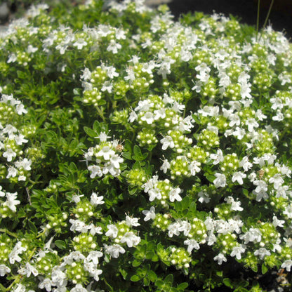 Albus Thyme Seeds 