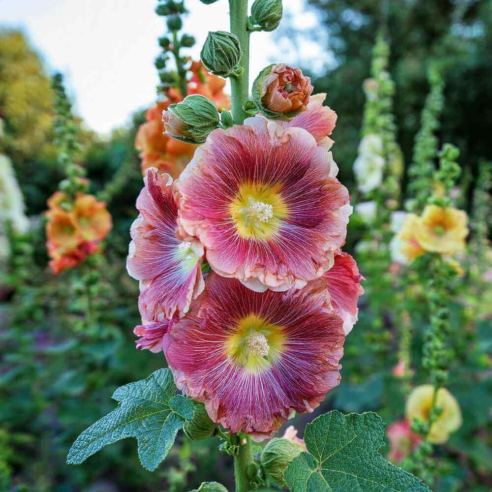 Alcea Rosea Seeds - Flower Plant