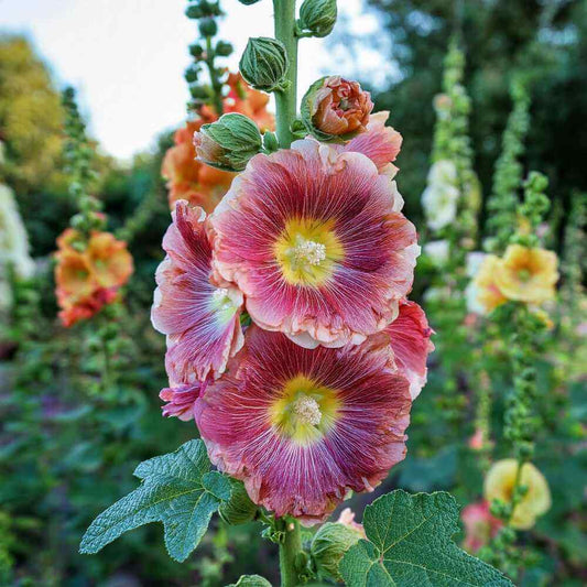 Alcea Rosea Seeds - Flower Plant
