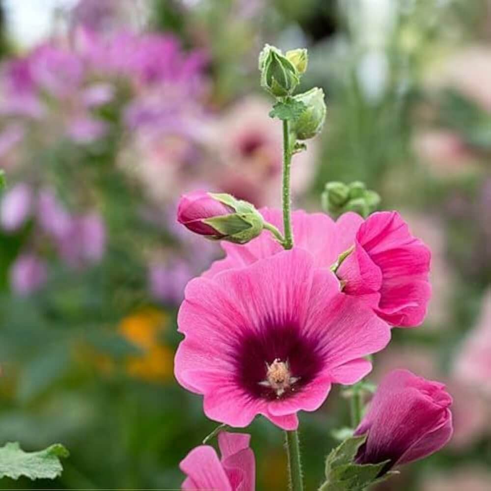 Alcea Rosea Seeds - Flower Plant