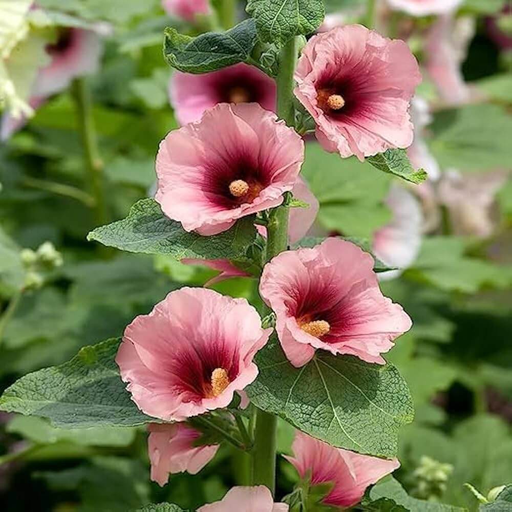 Alcea Rosea Seeds - Flower Plant