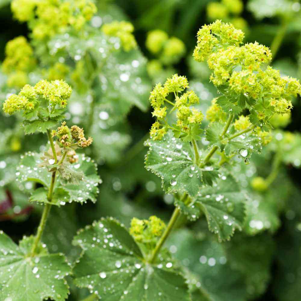 Alchemilla Mollis Seeds - Flower Plant