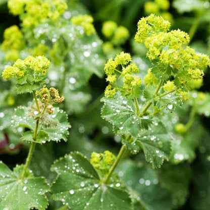 Alchemilla Mollis Seeds - Flower Plant