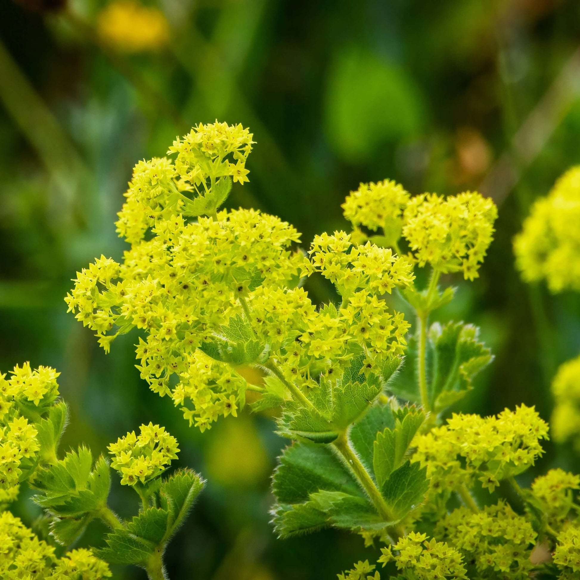 Alchemilla Mollis Seeds - Flower Plant