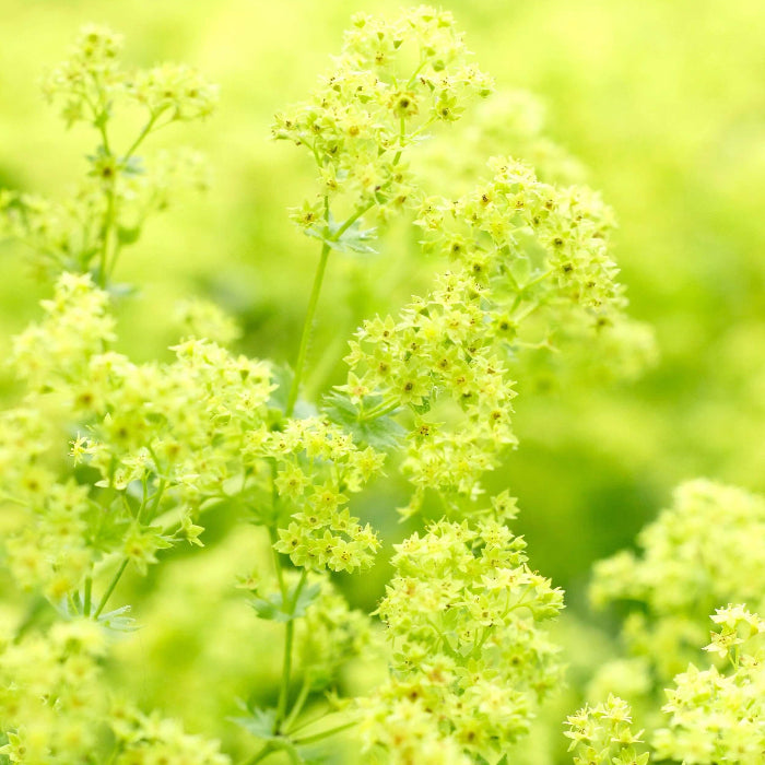 Alchemilla Mollis Seeds - Flower Plant