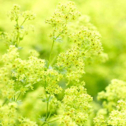 Alchemilla Mollis Seeds - Flower Plant