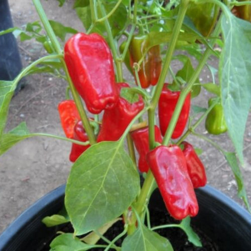 Aleppo Pepper Seeds  - Vegetable Plant 