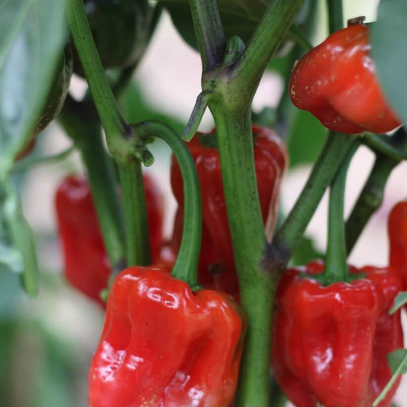 Aleppo Pepper Seeds  - Vegetable Plant 