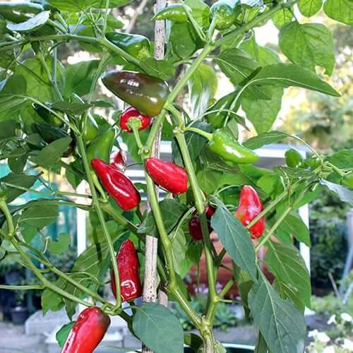 Aleppo Pepper Seeds  - Vegetable Plant 