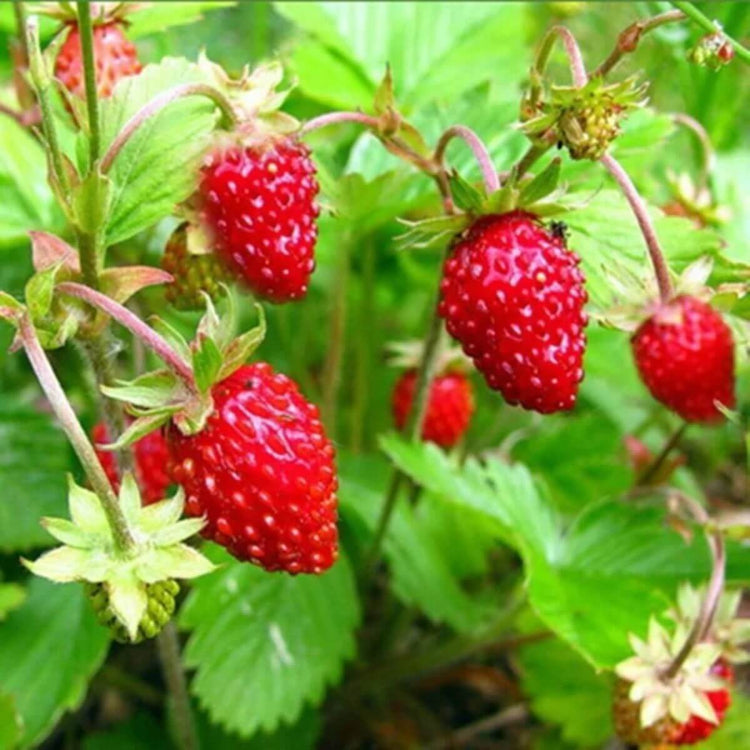 Alexandria Strawberry Seeds - Heirloom Fruit Plant for Home Gardens