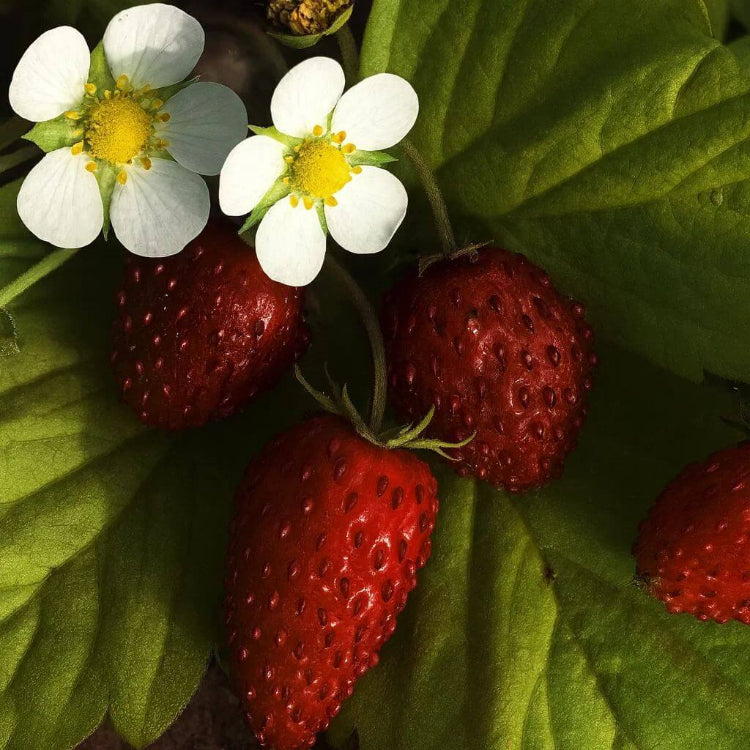 Alexandria Strawberry Seeds - Heirloom Fruit Plant for Home Gardens