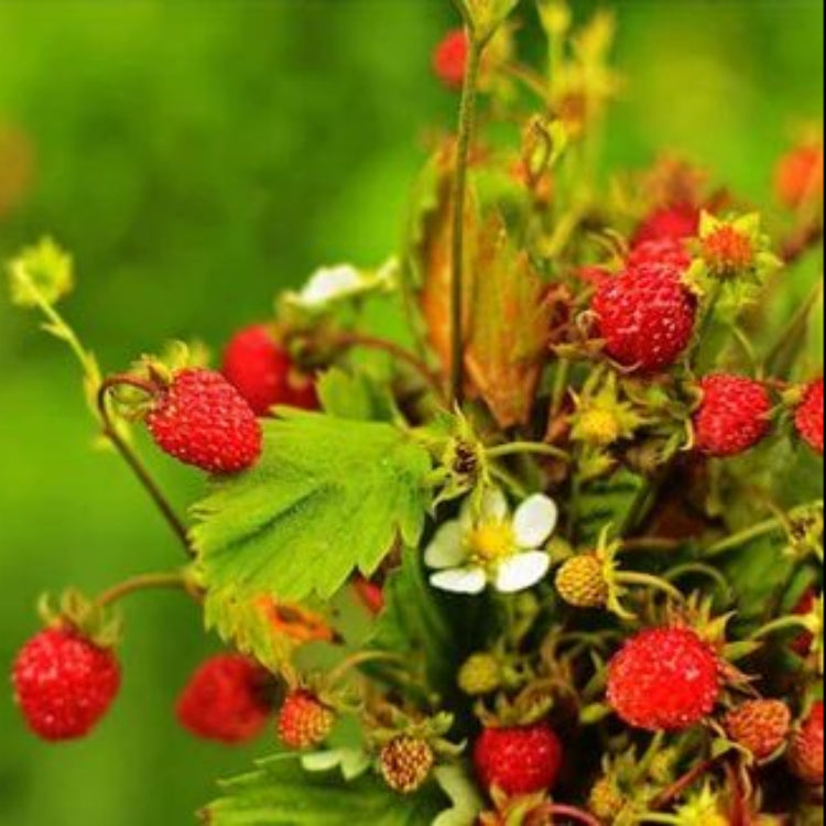 Alexandria Strawberry Seeds - Heirloom Fruit Plant for Home Gardens