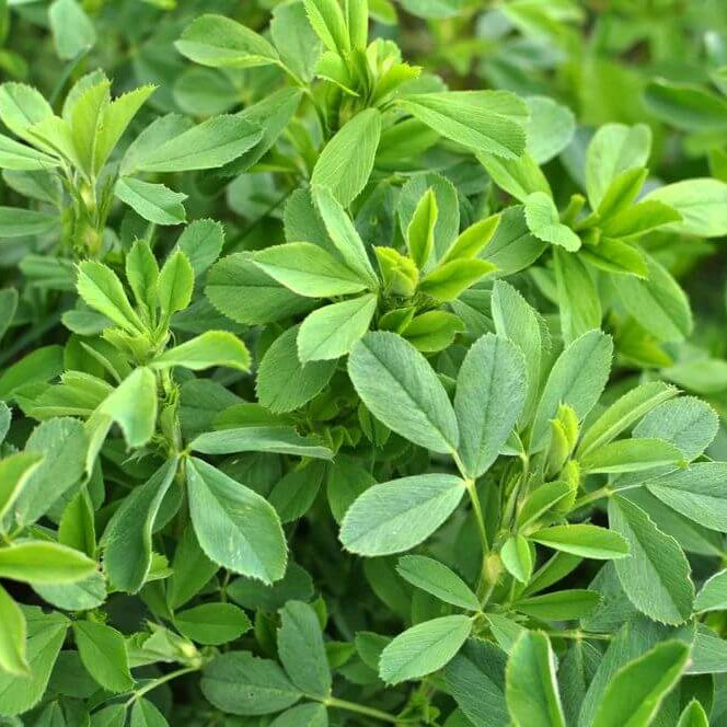 Alfalfa Seeds - Heirloom Herbal Plant for Home Gardens