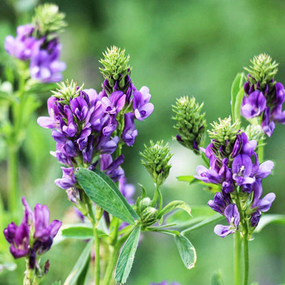 Alfalfa Seeds - Heirloom Herbal Plant for Home Gardens