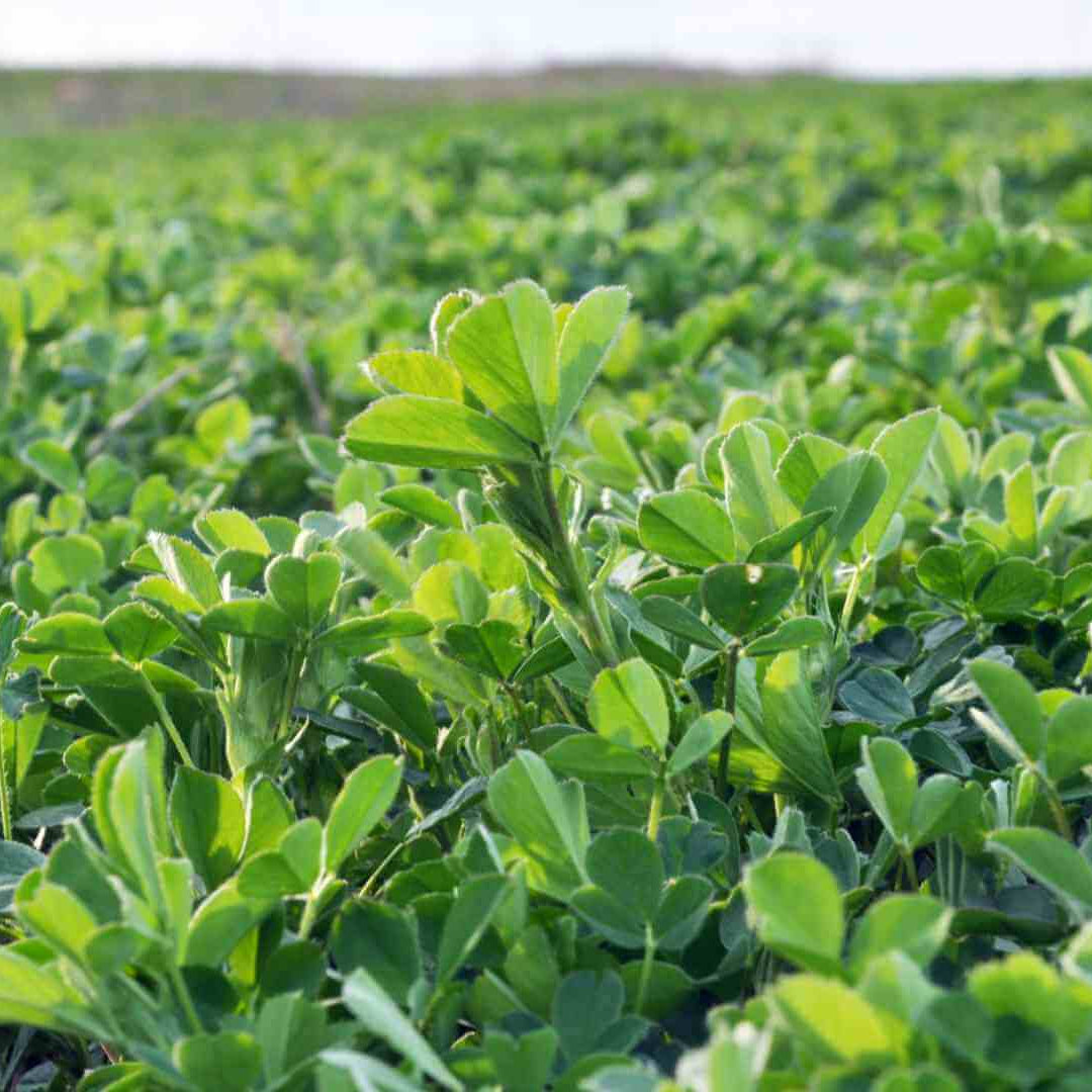 Alfalfa Seeds - Heirloom Herbal Plant for Home Gardens
