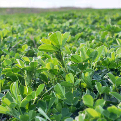 Alfalfa Seeds - Heirloom Herbal Plant for Home Gardens