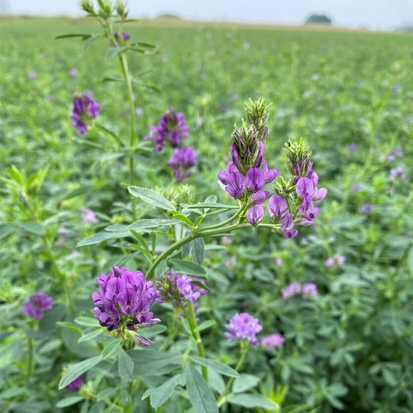 Alfalfa Seeds - Heirloom Herbal Plant for Home Gardens