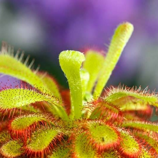 Alice Sundew Seeds 