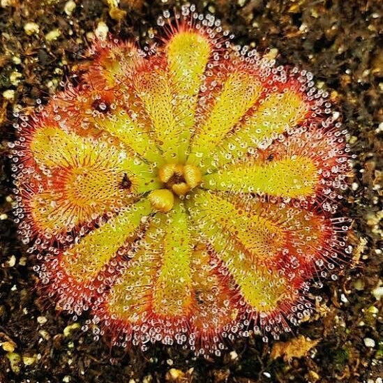 Alice Sundew Seeds 