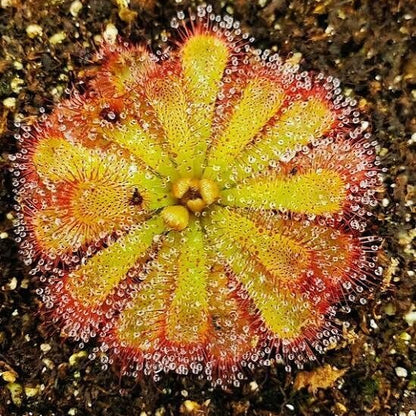 Alice Sundew Seeds 