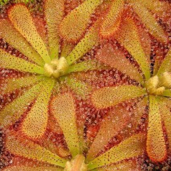 Alice Sundew Seeds 