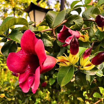 Allamanda Seeds - Heirloom Flower Plant for Home Gardens
