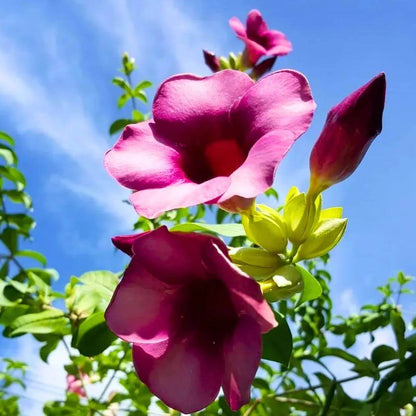Allamanda Seeds - Heirloom Flower Plant for Home Gardens