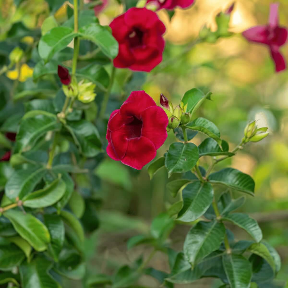 Allamanda Seeds - Heirloom Flower Plant for Home Gardens