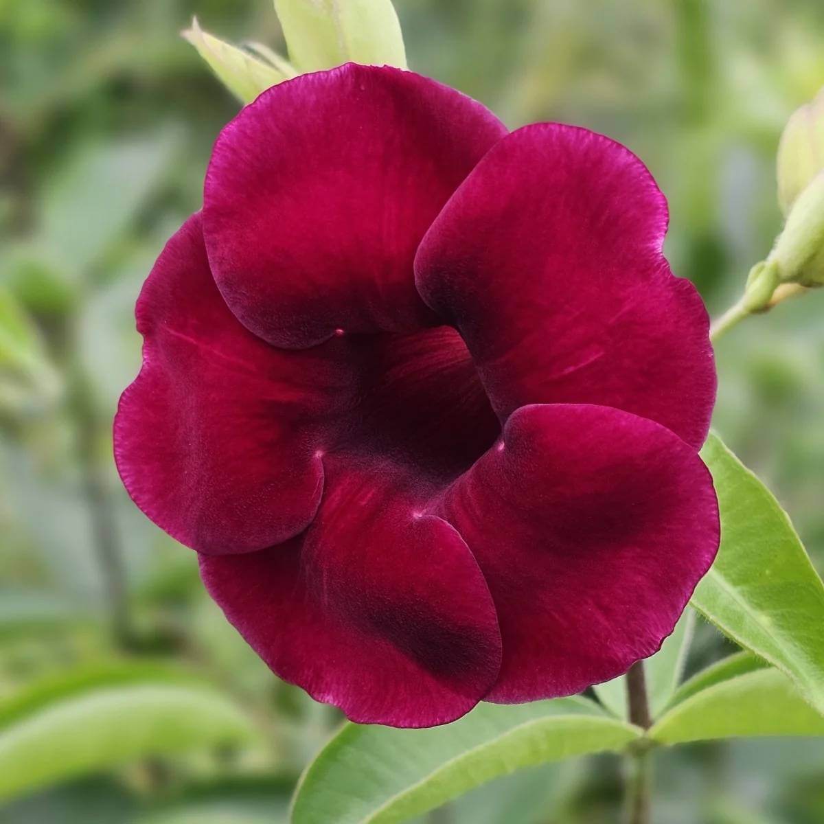 Allamanda Seeds - Heirloom Flower Plant for Home Gardens