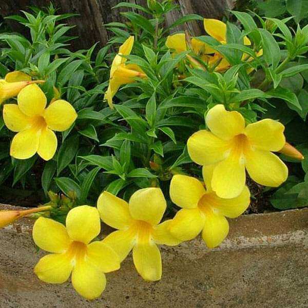 Allamanda cathartica Allamanda Seeds